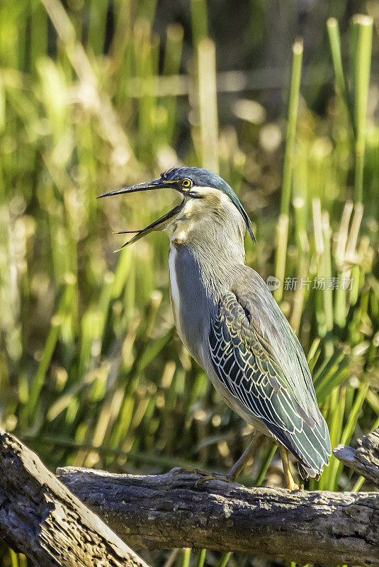 绿背纹鹭(Butorides striata)